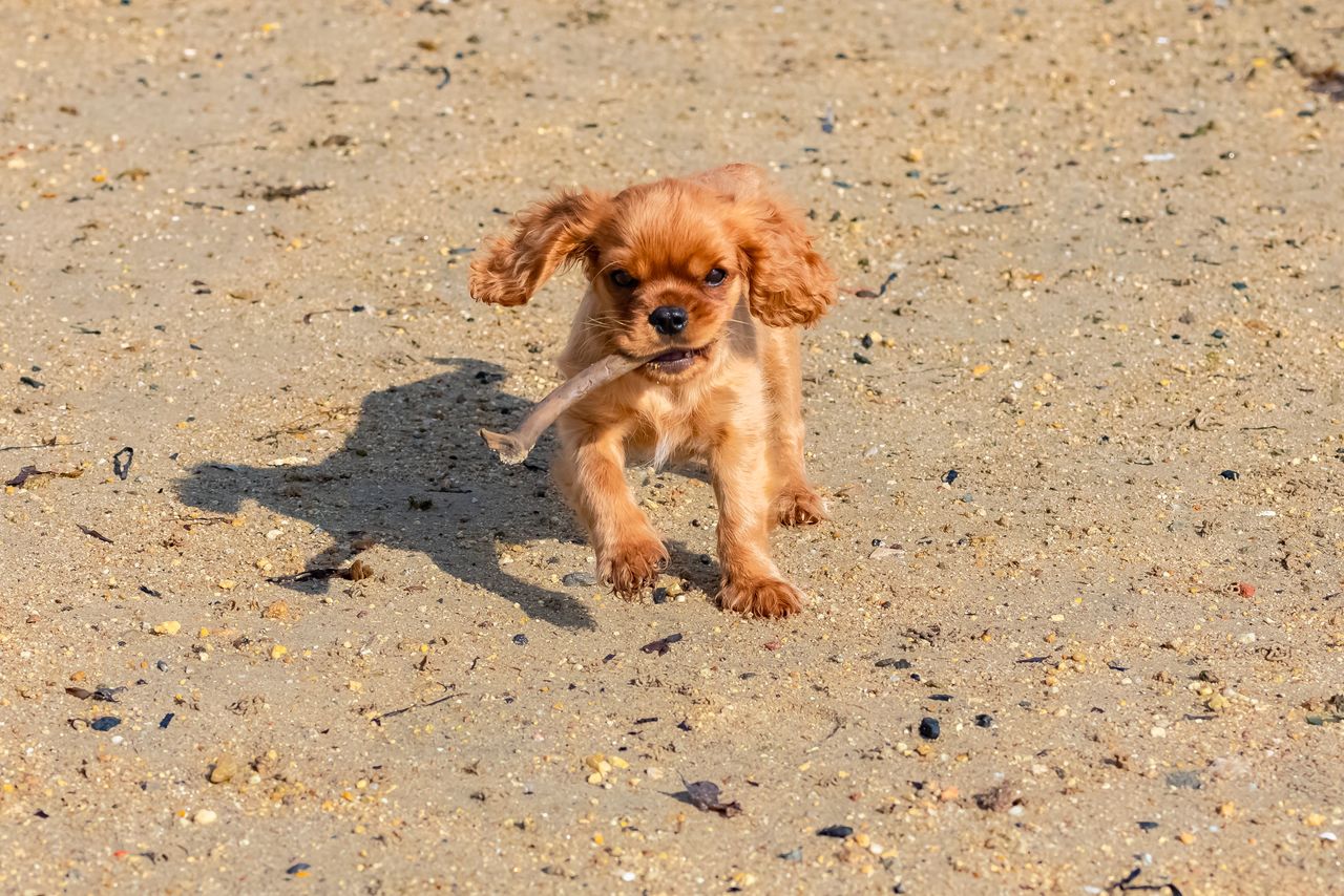 Fun Games to Play with Your Cavalier King Charles Spaniels